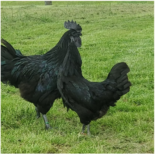 Ayam Cemani - Image 11