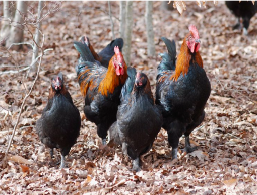 Black Copper Maran - Image 4