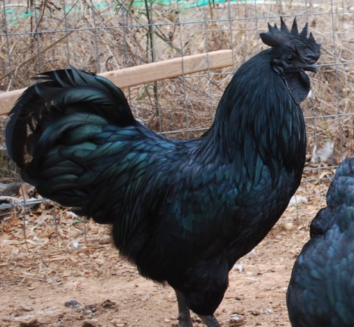 Ayam Cemani