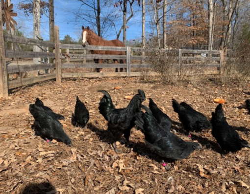 Ayam Cemani - Image 2