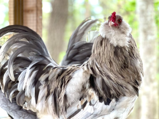 Ameraucana (blue/splash) - Image 3