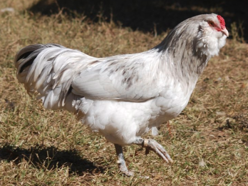 Ameraucana (blue/splash) - Image 2