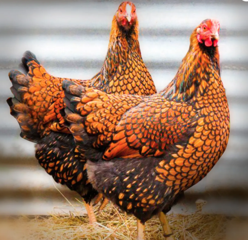 Black Laced Gold Wyandotte Chicks