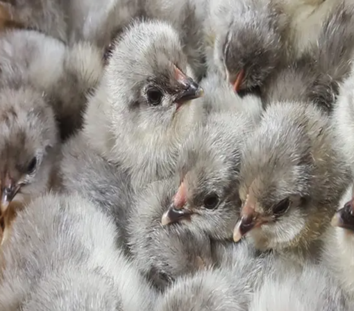 Lavender Orpington Chicks