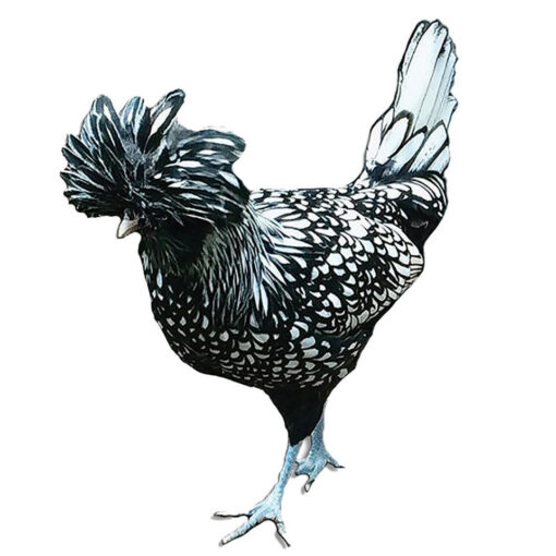 Silver Laced Polish Chicks, Not Sexed