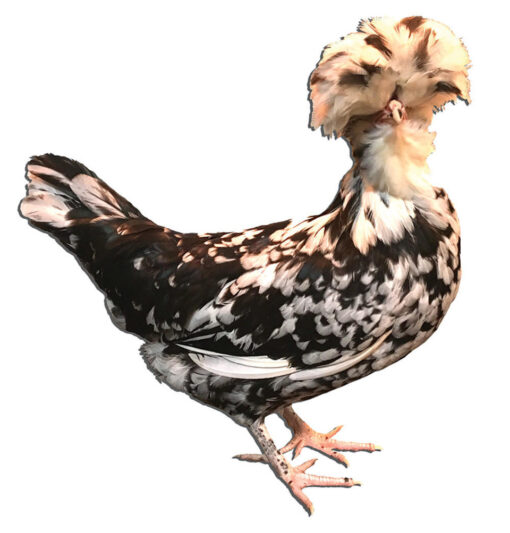 Silver Spangled Hamburg Chicks, Not Sexed