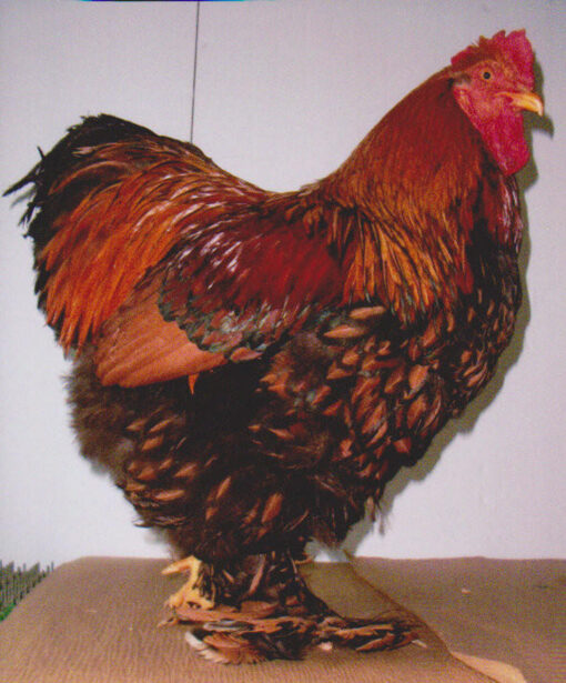 Gold Laced Standard Cochin Chicks, Not Sexed