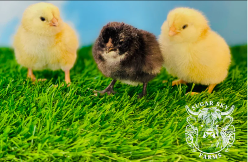 Ermine Ameraucana Chicks