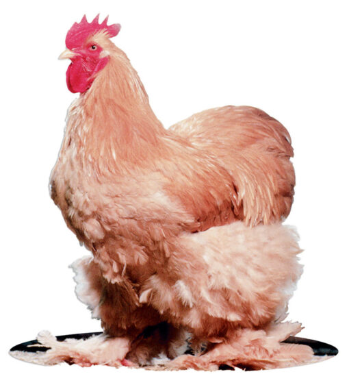 Buff Standard Cochin Chicks, Not Sexed