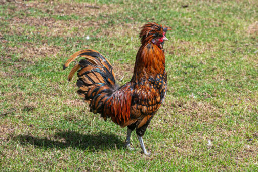 Gold Laced Polish Chicks, Not Sexed