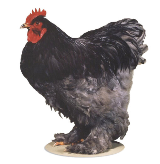 Blue Standard Cochin Chicks, Not Sexed
