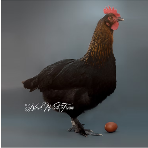 6 French Black Copper Marans Fertile Hatching Eggs - Image 2