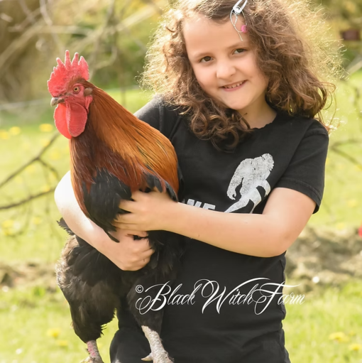 6 French Black Copper Marans Fertile Hatching Eggs - Image 6