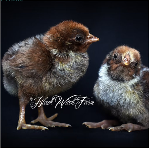 Westfalische Totleger Silver "Deathlayer" Chicks
