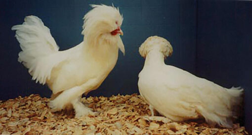 White Sultan Chicks, Not Sexed