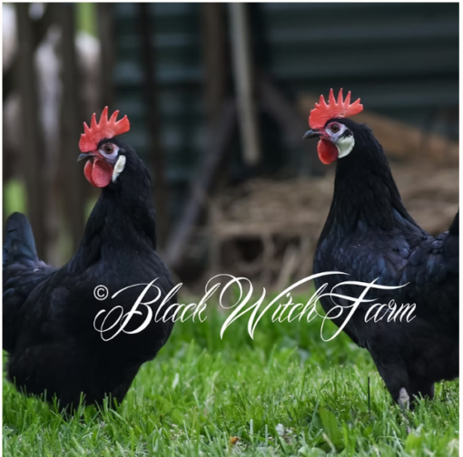 12 White-faced Black Spanish fertile hatching eggs - Image 8