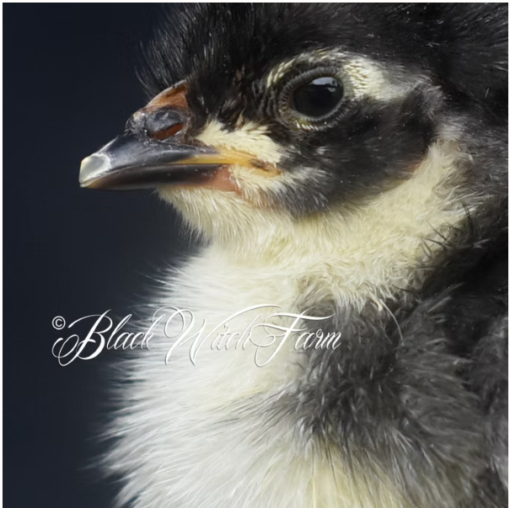 5 Bantam Calico Cochin Fertile Hatching Eggs - Image 3