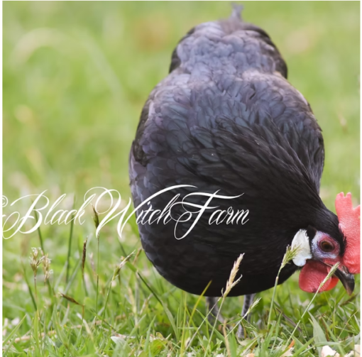 12 White-faced Black Spanish fertile hatching eggs - Image 7