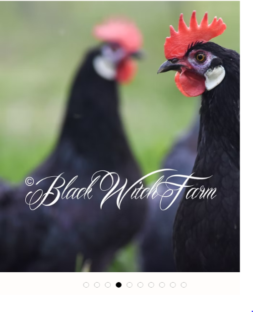 12 White-faced Black Spanish fertile hatching eggs - Image 4