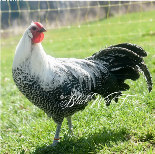 Westfalische Totleger Silver "Deathlayer" Chicks - Image 5