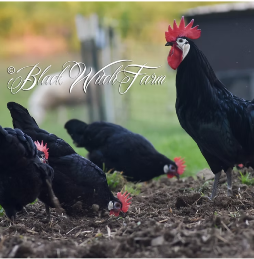 12 White-faced Black Spanish fertile hatching eggs - Image 5