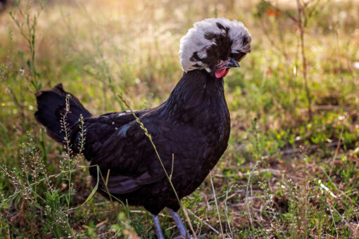 Silver Duckwing & White Phoenix Chicks, Not Sexed