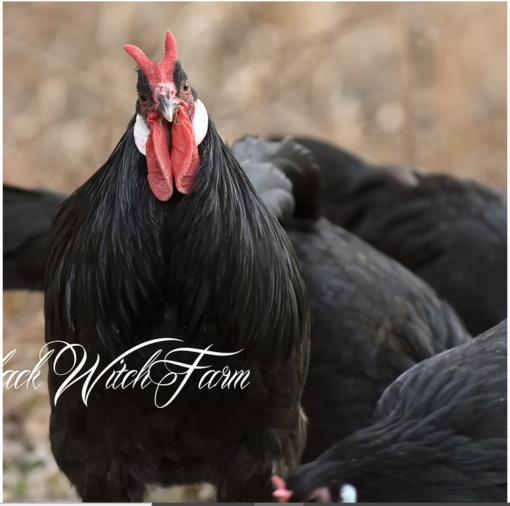 La Fléche Chicks - Image 8