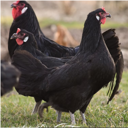 La Fléche Chicks - Image 7