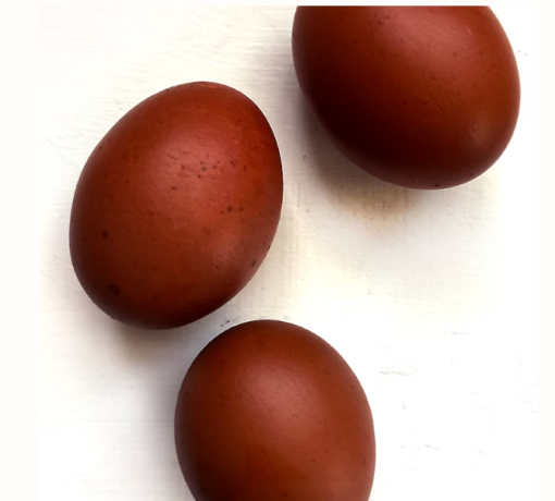 6 French Black Copper Marans Fertile Hatching Eggs