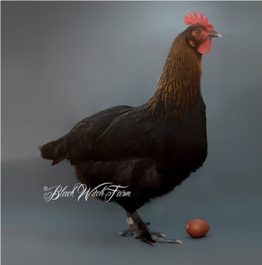 6 French Black Copper Marans Fertile Hatching Eggs - Image 7