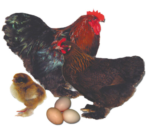 Partridge Standard Cochin Chicks, Not Sexed