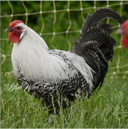 Westfalische Totleger Silver "Deathlayer" Chicks - Image 2