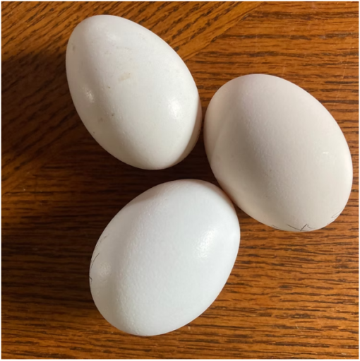 12 White-faced Black Spanish fertile hatching eggs