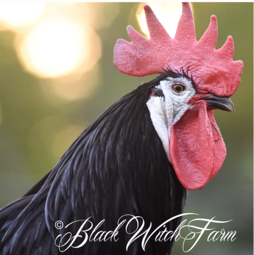 12 White-faced Black Spanish fertile hatching eggs - Image 3