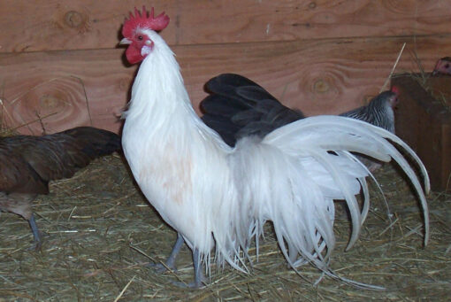 White Phoenix Bantam Chicks, Not Sexed