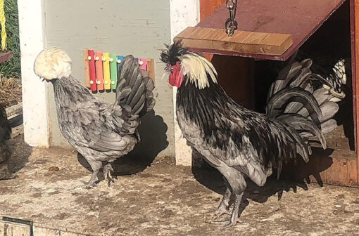 Blue Polish Chicks, Not Sexed